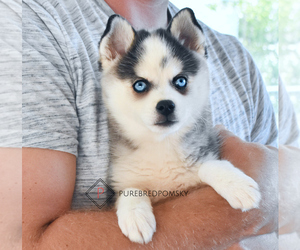 Pomsky Puppy for sale in KANSAS CITY, MO, USA