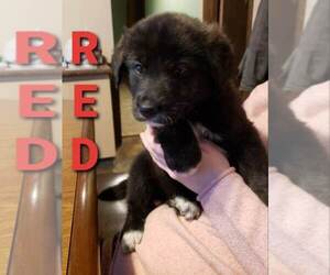Beauceron-Great Pyrenees Mix Puppy for sale in STRAFFORD, NH, USA