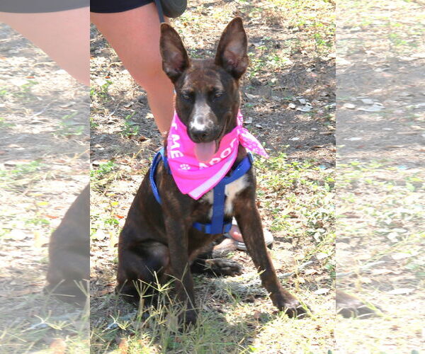 Medium Photo #3 Border Collie-Dutch Shepherd  Mix Puppy For Sale in Bandera, TX, USA