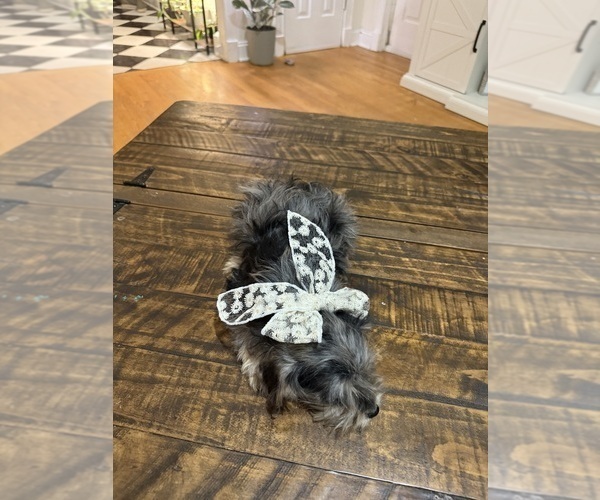 Medium Photo #4 Schnoodle (Miniature) Puppy For Sale in DINWIDDIE, VA, USA