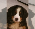 Small Photo #4 Bernese Mountain Dog Puppy For Sale in FREDERICK, MD, USA