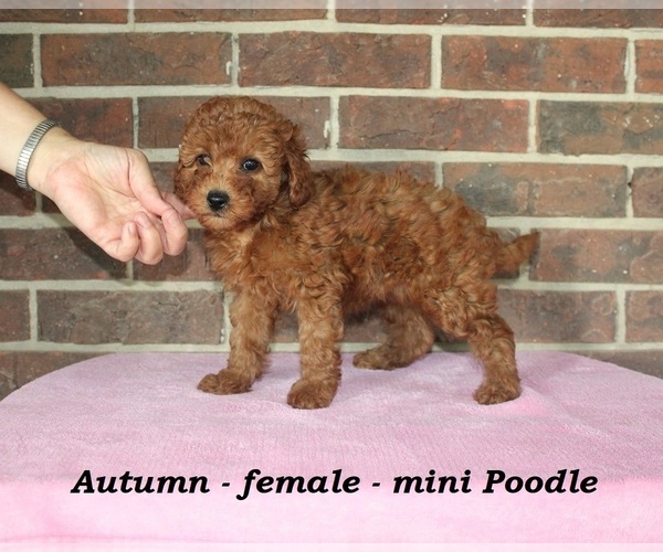 Medium Photo #2 Poodle (Miniature) Puppy For Sale in CLARKRANGE, TN, USA