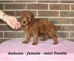 Small #1 Poodle (Miniature)