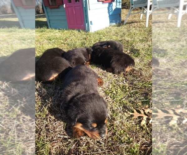 Medium Photo #26 Rottweiler Puppy For Sale in JASPER, MO, USA