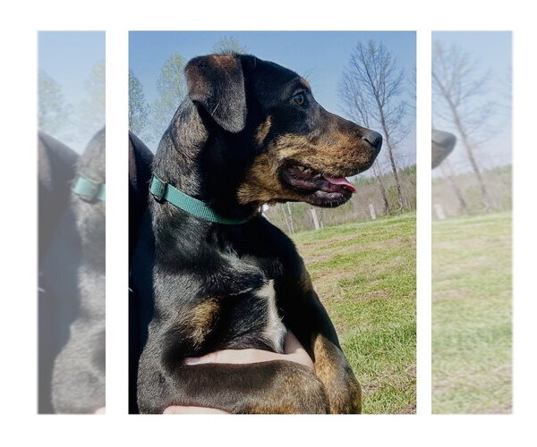 Medium Photo #3 Mutt Puppy For Sale in Mooresville, NC, USA