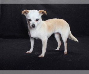 Chihuahua Dogs for adoption in Burbank, CA, USA