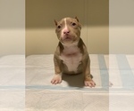 Small Photo #4 American Bully Puppy For Sale in ORANGEBURG, SC, USA