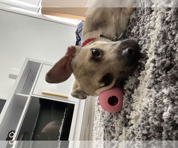 Medium Photo #4 German Shepherd Dog-Unknown Mix Puppy For Sale in Chandler, AZ, USA