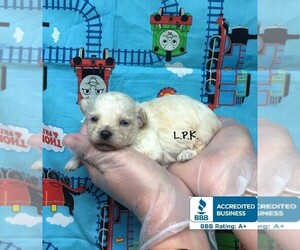 Maltipoo Puppy for sale in WINNSBORO, LA, USA