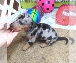 Small #3 Dachshund