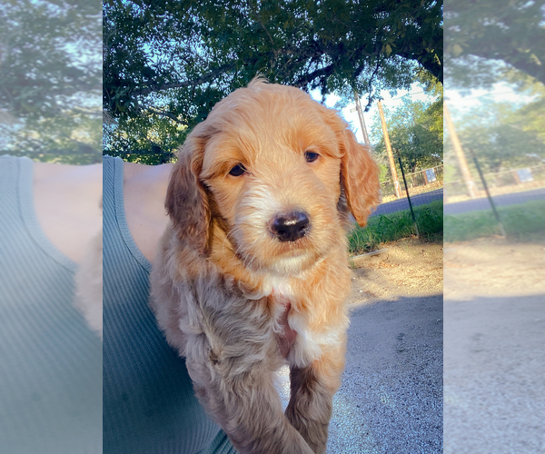 Medium Photo #8 Goldendoodle Puppy For Sale in SAN ANTONIO, TX, USA