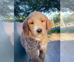 Small Photo #8 Goldendoodle Puppy For Sale in SAN ANTONIO, TX, USA
