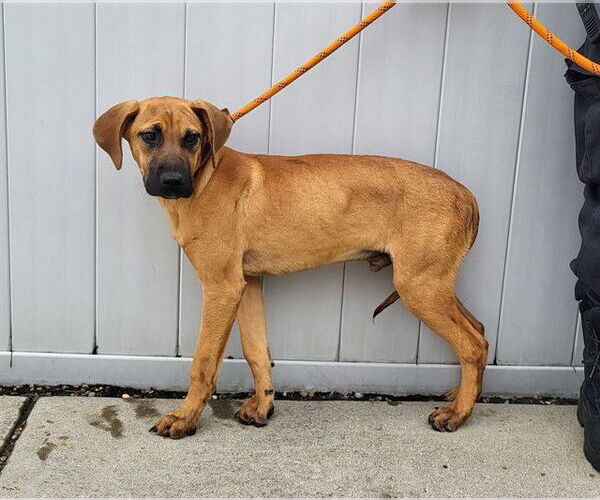 Medium Photo #1 Plott Hound-Unknown Mix Puppy For Sale in Louisville, KY, USA