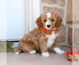 Goldendoodle (Miniature) Puppy for sale in GORDONVILLE, PA, USA