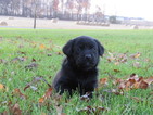 Small Photo #5 Labrador Retriever Puppy For Sale in FORT RECOVERY, OH, USA