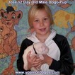 Small Photo #187 Dogo Argentino Puppy For Sale in JANE, MO, USA