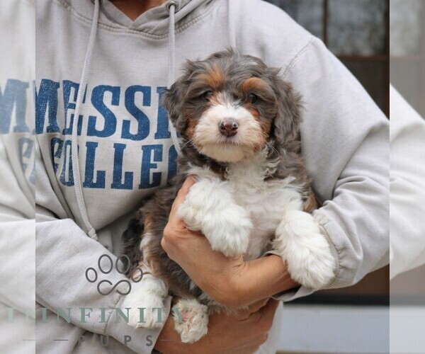 Medium Photo #3 Bernedoodle (Miniature) Puppy For Sale in NARVON, PA, USA