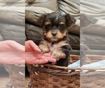 Small Photo #13 Yorkshire Terrier Puppy For Sale in NEWCASTLE, CA, USA
