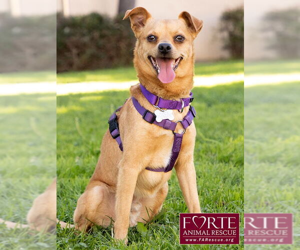 Medium Photo #3 Chihuahua-Unknown Mix Puppy For Sale in Marina del Rey, CA, USA