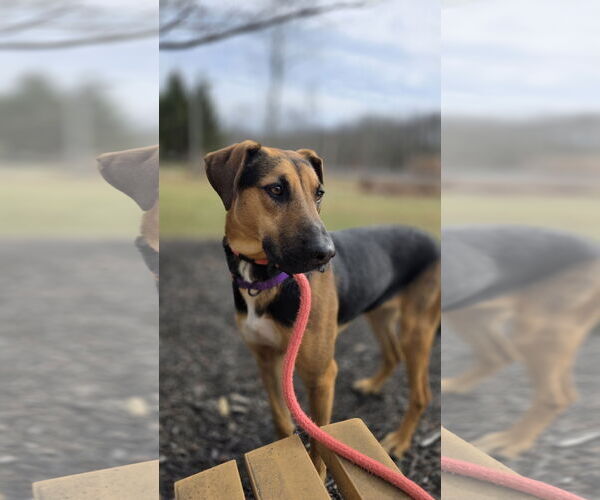 Medium Photo #1 Mutt Puppy For Sale in Rockaway, NJ, USA