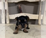 Small Photo #6 Yorkshire Terrier Puppy For Sale in JOHNSTON CITY, IL, USA