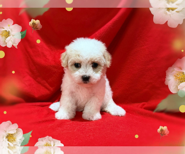 Medium Photo #1 Maltese-Maltipoo (Miniature) Mix Puppy For Sale in SAN FRANCISCO, CA, USA