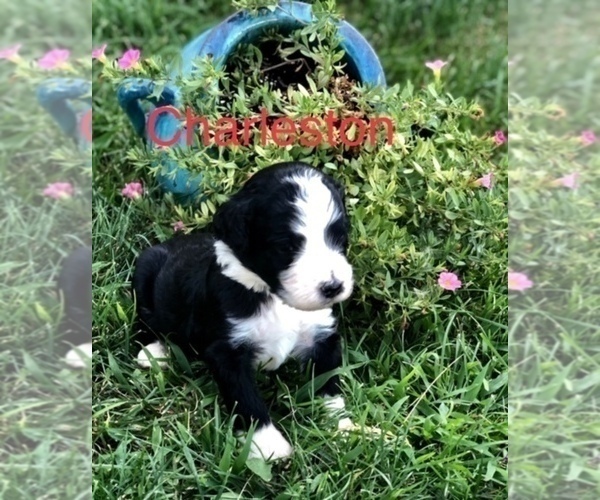 Medium Photo #19 Bernedoodle Puppy For Sale in BRYANT, IA, USA