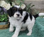 Small Cavapoo (Miniature)