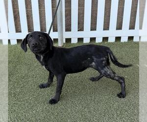 Labrador Retriever-Unknown Mix Dogs for adoption in Modesto, CA, USA