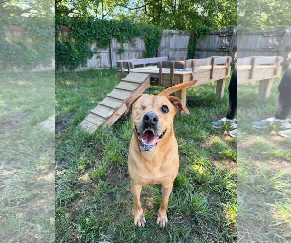 Medium Photo #2 Mutt Puppy For Sale in Jackson, MS, USA