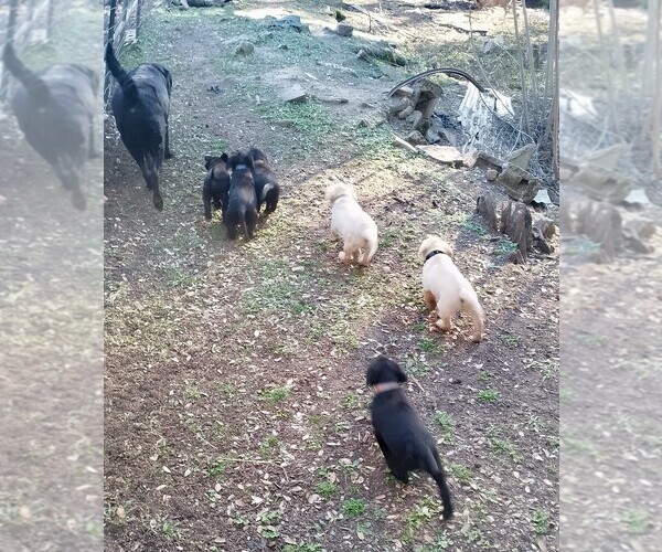Medium Photo #43 Labrador Retriever Puppy For Sale in IONE, CA, USA