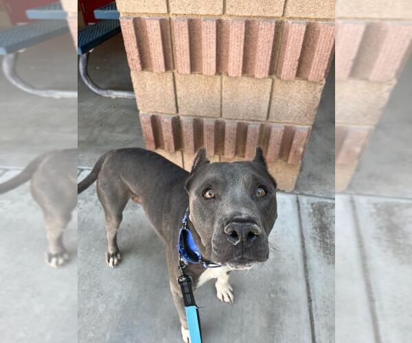 Medium Photo #1 American Pit Bull Terrier Puppy For Sale in Henderson, NV, USA