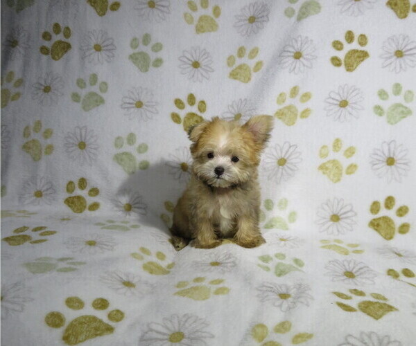 Medium Photo #1 Morkie Puppy For Sale in COOKEVILLE, TN, USA
