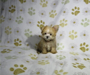 Morkie Puppy for sale in COOKEVILLE, TN, USA