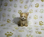 Small Morkie