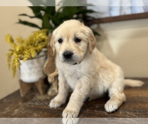 Golden Retriever Puppy for sale in FORDLAND, MO, USA