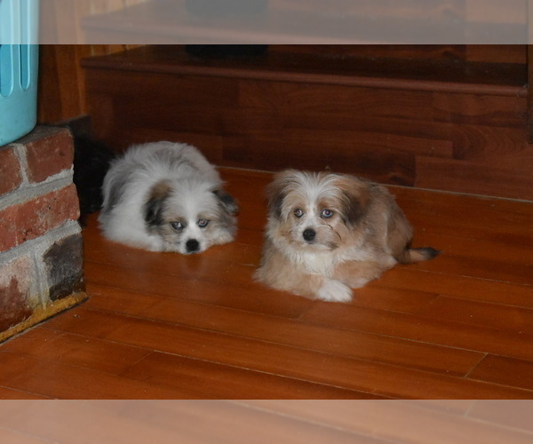 Medium Photo #2 Pom-Shi Puppy For Sale in DINWIDDIE, VA, USA