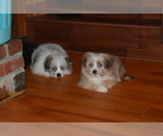 Small Photo #2 Pom-Shi Puppy For Sale in DINWIDDIE, VA, USA
