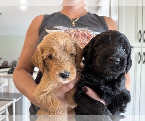 Medium Photo #3 Goldendoodle (Miniature) Puppy For Sale in SARASOTA, FL, USA