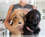Small #2 Goldendoodle (Miniature)