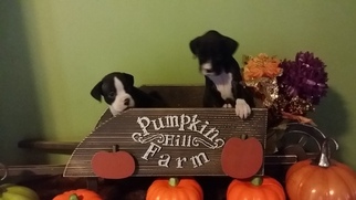 Boxer Puppy for sale in LAKELAND, FL, USA