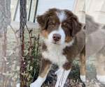 Small Photo #2 Australian Shepherd Puppy For Sale in COLORADO SPRINGS, CO, USA