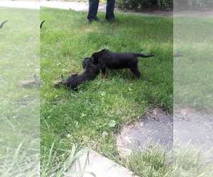Rottweiler Puppy for sale in CLEVELAND, OH, USA