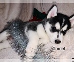 Small Photo #43 Siberian Husky Puppy For Sale in WASHBURN, WI, USA