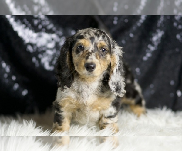 Medium Photo #93 Dachshund Puppy For Sale in WARSAW, IN, USA