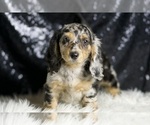 Small #1 Dachshund