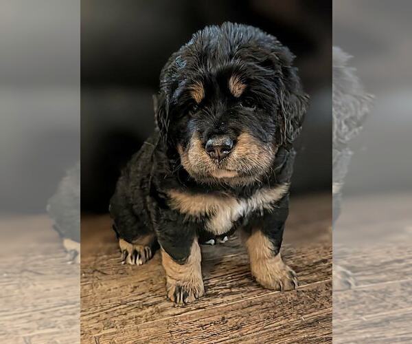 Medium Photo #3 Mountain Mastiff Puppy For Sale in MANCHESTER, CT, USA