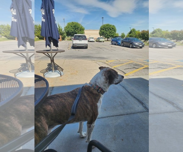 Medium Photo #17 Mutt Puppy For Sale in Gretna, NE, USA