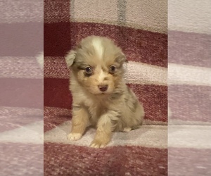 Australian Shepherd Puppy for sale in EXETER, MO, USA