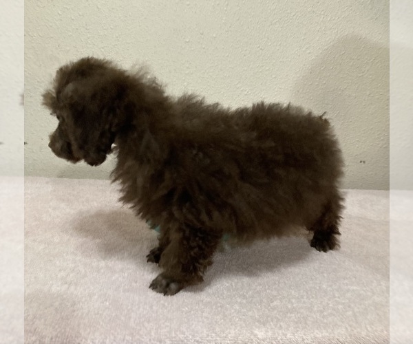 Medium Photo #4 Poodle (Toy) Puppy For Sale in FOLSOM, LA, USA